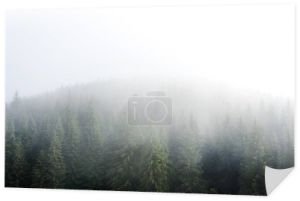 Mglista mgła w sosnowym lesie na zboczach gór w Karpatach. Krajobraz z piękną mgłą w lesie na wzgórzu.
