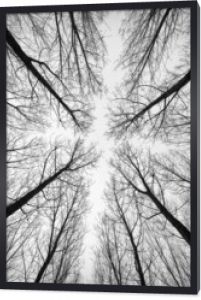 Czarno-biały las drzew sfotografowanych od dołu
