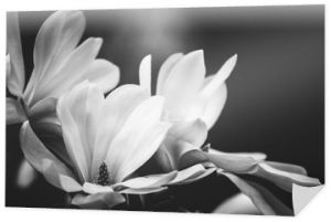 kwiat magnolii na czarnym tle
