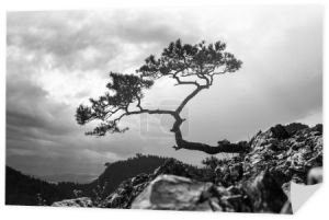 Sosna, najsłynniejsze drzewo w Pieninach, Polska, zdjęcie czarno-białe
