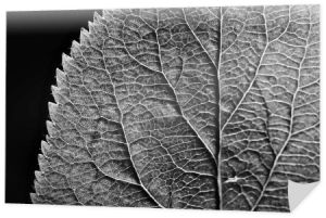 liść tekstura czarno-białe / design szkielet czarny liść makro natura tekstury, Tapety czarno-białe