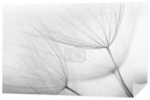 Nasiona kwiatów kurde broda (Kozibród dubius). Obraz czarno-biały.
