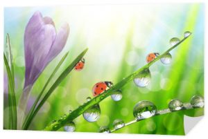 Wiosna kwiat Krokus i biedronki na zielonej trawie z kroplami rosy. Tle przyrody.