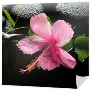 spa koncepcja kwitnącego różowego hibiskusa, zielonej pasji wąsów