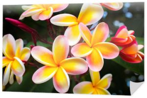 Piękne tropikalne kwiaty na Hawajach