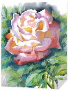 Kolekcja kwiatów akwarelowych: Rose