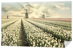 Vintage krajobraz z polami tulipanów i wiatrakiem