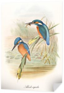 Dwa ptaki zimorodka stojące na roślinności wodnej, jeden z rybą w długim dziobie. Stara ilustracja zimorodek zwyczajny (Alcedo atthis). John Gould wyd. W Londynie 1862 - 1873