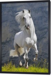 biały koń biegnie galopem