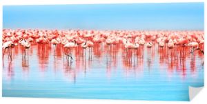 Afryki flamingi
