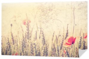 Retro filtrowana dzika łąka z kwiatami maku o wschodzie słońca