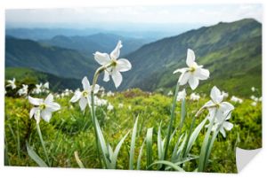 Górska łąka pokryta białymi kwiatami narcyzów. Karpaty, Europa. Fotografia krajobrazowa