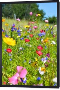 Łąka kwiatowa - kolorowe letnie kwiaty