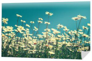 Vintage kwiaty rumianku na tle błękitnego nieba