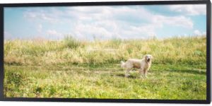 przyjazny, golden retriever pies na pięknej łące z pochmurnego nieba