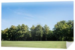selektywne skupienie drzew z zielonymi liśćmi na trawie przed błękitnym niebem w parku
