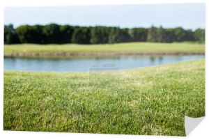 Selektywny fokus zielonej trawy w pobliżu stawu w parku w lecie