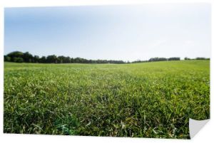 selektywnej ostrości zielonej trawy w pobliżu drzew przed niebem w parku 