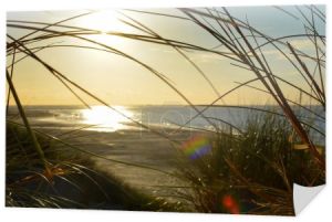 Widok przez trawę plażową na wydmie do morza o zachodzie słońca, na wybrzeżu Morza Północnego w Holandii