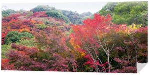 Kolorowe jesienne liście na górze Rokko w Kobe w Japonii