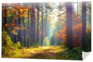 Jesienny krajobraz przyrody. Słoneczny jesienny las. Piękne kolorowe drzewa w lesie
