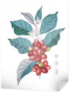 Ręcznie rysowane ilustracja oddziału kawy z nasion, owoców i kwiatów. Szkicowana roślina kawy