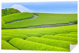 Góra Fuji i plantacje świeżej zielonej herbaty
