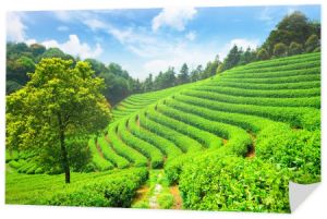 Plantacje herbaty w Chinach