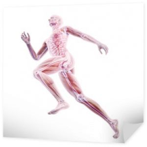 Anatomia sportowa - biegacz