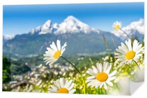 Piękne kwitnące górskie kwiaty w ośnieżonych Alpach na wiosnę
