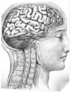 Vintage anatomiczny obraz ludzkiego mózgu
