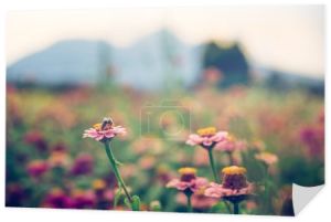Kolorowe kwiaty na polu rolniczym, czas letni