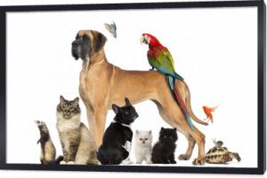 Grupa zwierząt - Pies, kot, ptak, gad, królik,...