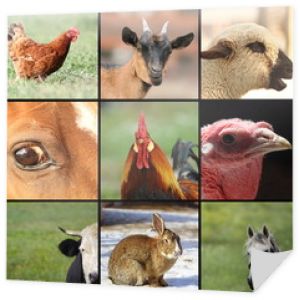 kolekcja zdjęć ze zwierzętami hodowlanymi