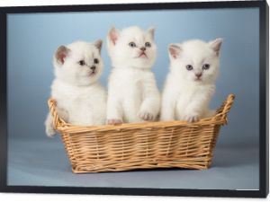 trzy białe kocięta brytyjskie w koszyku