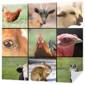 zbiór zdjęć z zwierząt gospodarskich