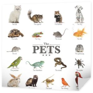 plakat zwierzęta w języku angielskim