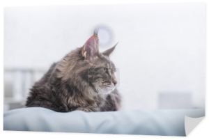 Furry maine coon lying on blurred medical couch in vet clinic 