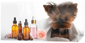 Aromaterapia dla zwierząt. Olejki eteryczne i słodkie Yorkshire terrier na tle