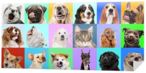 Kreatywny kolaż różnych ras psów na kolorowym tle