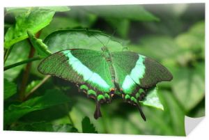 W ogrodach ląduje motyl Emerald Swallowtail.