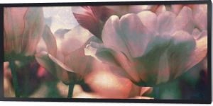 koncepcja tekstury przyciemnianych tulipanów