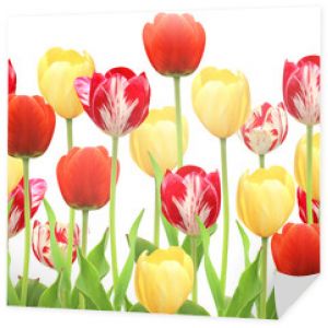 Bezszwowa granica z tulipanami