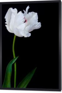 biały tulipan