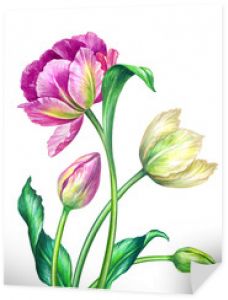 tulipany akwarela, ilustracja botaniczna, izolowana na białym tle