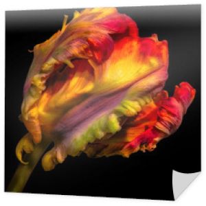 tęcza pop-art surrealistyczny/fantastyczny realizm/fantazja papuga kwiat tulipana na czarnym tle, sztuka martwa natura jasny kolorowy makro portret pojedynczego izolowanego zamkniętego kwiatu