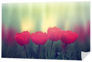 Czerwone tulipany na czarno-białym tle