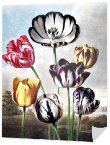 ilustracja kwiatu