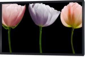 zestaw tulipany kwiaty na czarno na białym tle ze ścieżką przycinającą. Zbliżenie. Kwiaty na łodydze. Natura.