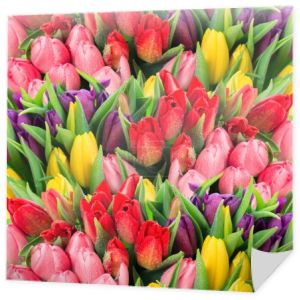 świeżych wiosennych kwiatów tulipanów z kropli wody